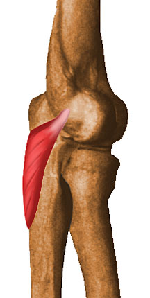 Músculo Anconeo