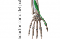 Músculo Separador o Abductor Corto del Pulgar