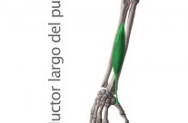 Músculo Abductor Largo del Pulgar