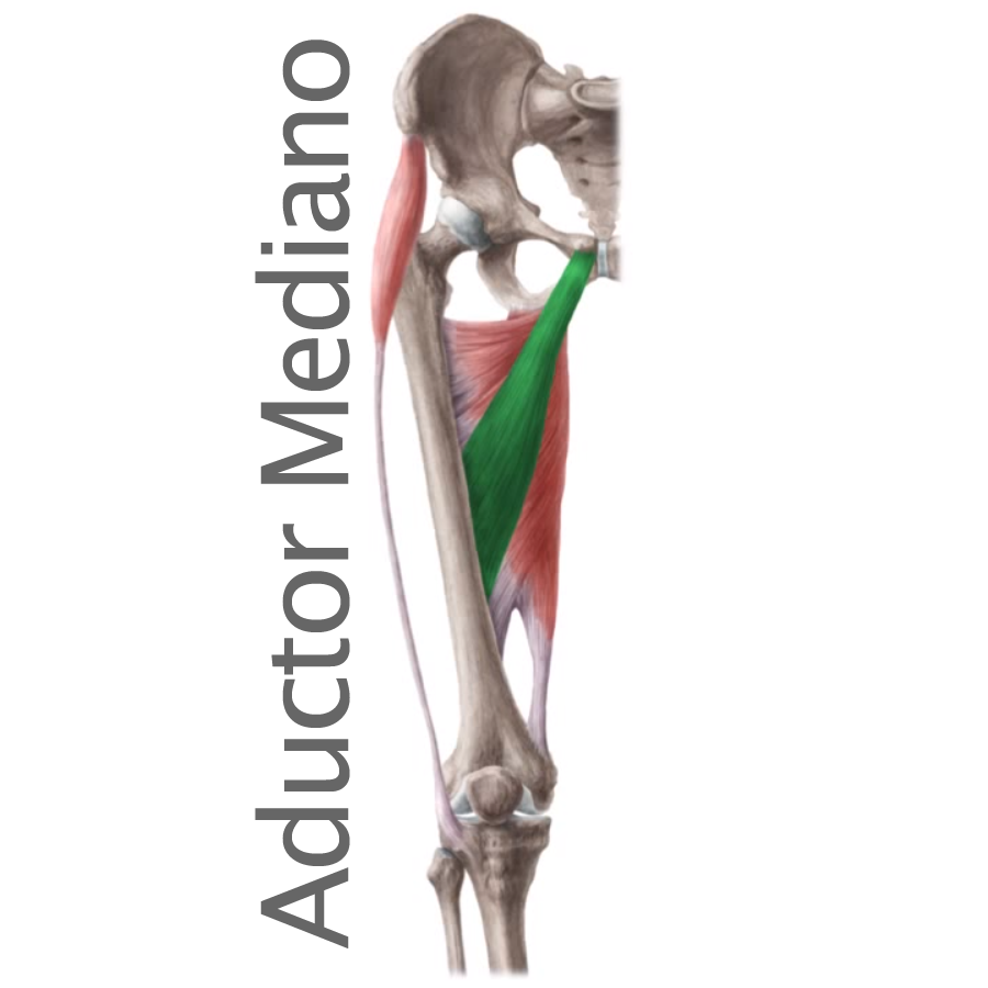 Músculo Aductor mediano