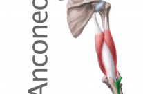 Músculo Anconeo