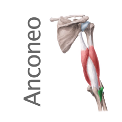 Músculo Anconeo