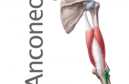 Músculo Anconeo