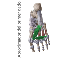 Músculo Aproximador del primer dedo