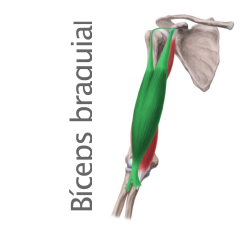 Músculo Bíceps braquial