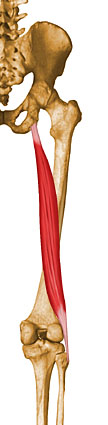 Vista 2 Bíceps femoral porción larga