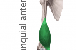 Músculo Braquial Anterior