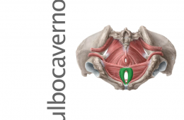 Musculo Bulbocavernoso o bulboesponjoso
