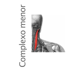 Músculo Complexo menor
