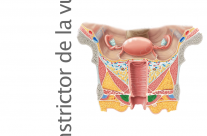 Músculo Constrictor de la vulva