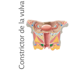 Músculo Constrictor de la vulva