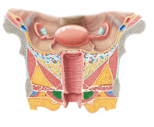 Vista 1 Constrictor de la vulva