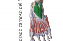 Músculo Cuadrado Carnoso de Silvio