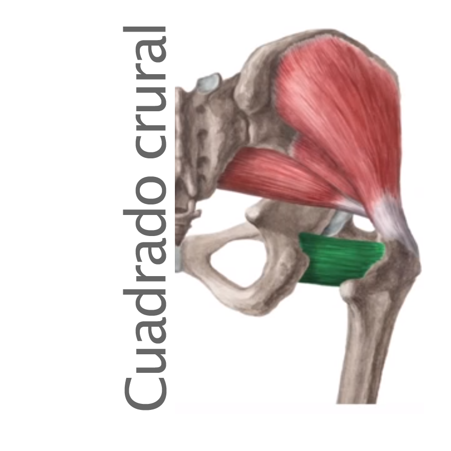 Músculo Cuadrado Crural