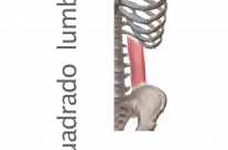 Músculo Cuadrado Lumbar