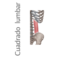 Músculo Cuadrado Lumbar