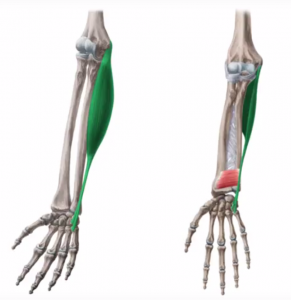 cubital-anterior