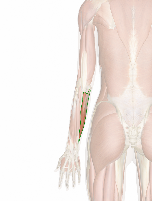 cubital-anterior-3