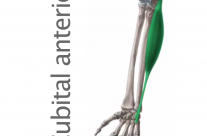 Músculo Cubital Anterior