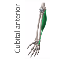 Músculo Cubital Anterior