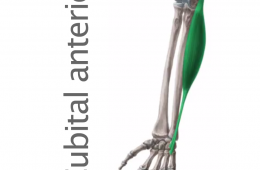 Músculo Cubital Anterior