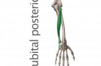 Músculo Cubital Posterior