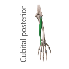 Músculo Cubital Posterior