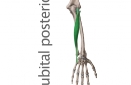 Músculo Cubital Posterior