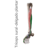Músculo Tríceps sural (delgado plantar)