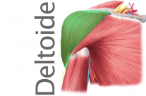 Músculo Deltoides