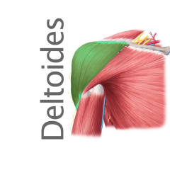 Músculo Deltoides
