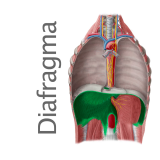 Músculo Diafragma