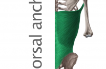 Músculo Dorsal ancho
