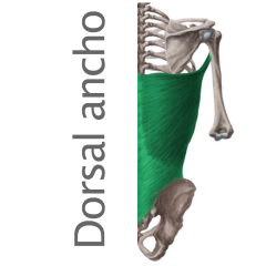 Músculo Dorsal ancho