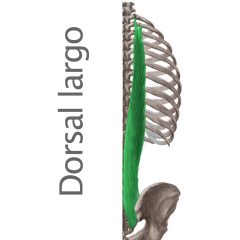 Músculo Dorsal Largo