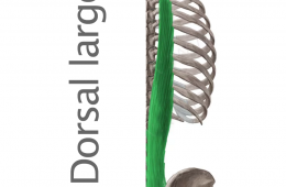 Músculo Dorsal Largo