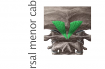 Músculo Dorsal menor de la cabeza