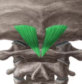 dorsal-menor-cabeza