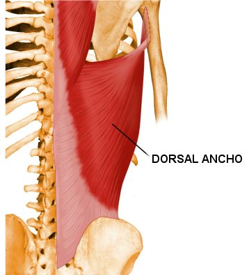 Vista 1 Dorsal ancho