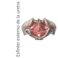 Músculo Esfinter Externo de la Uretra