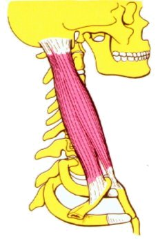Vista 1 Esternocleidomastoideo