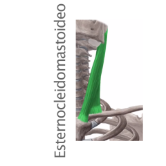 Músculo Esternocleidomastoideo