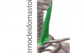 Músculo Esternocleidomastoideo