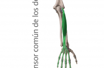 Musculo Extensor Común de los Dedos