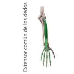 Musculo Extensor Común de los Dedos