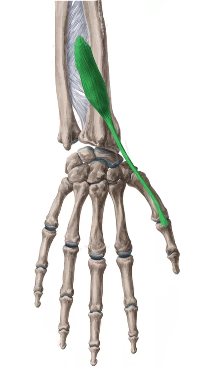 Vista 2 Extensor corto del pulgar