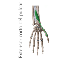 Músculo Extensor Corto del Pulgar