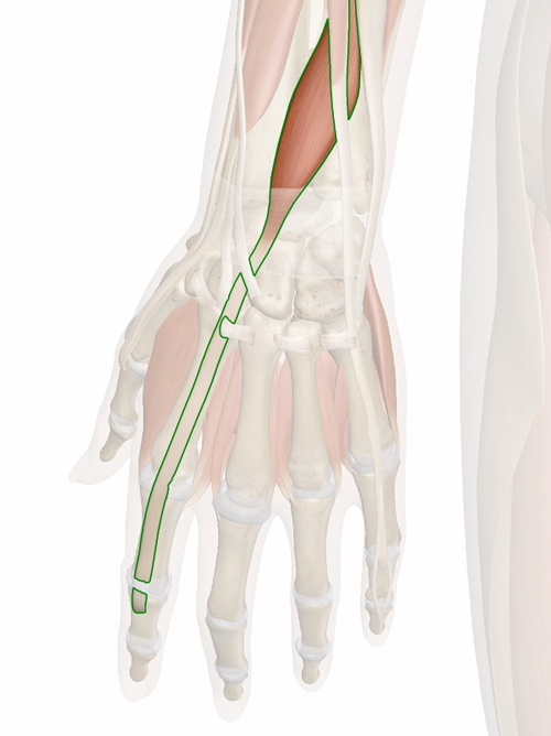 Vista 3 Extensor propio del dedo índice