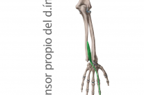 Músculo Extensor Propio Dedo Índice