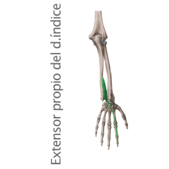 Músculo Extensor Propio Dedo Índice